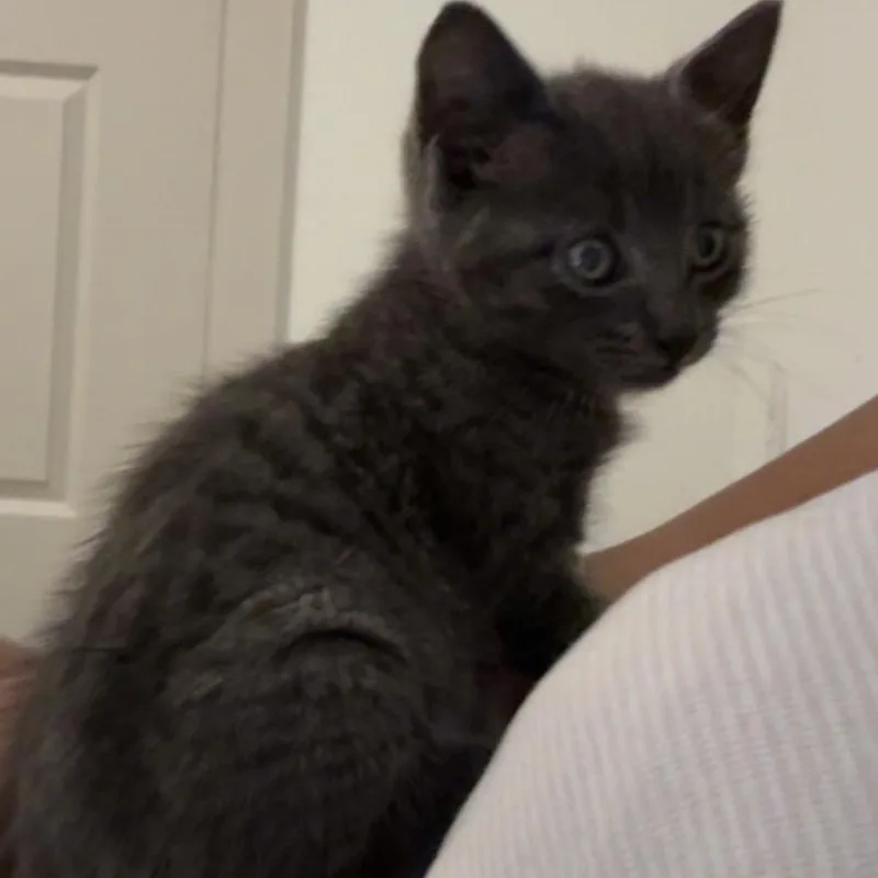 A baby small-sized female Gray / Blue / Silver Domestic Short Hair cat named Willow for adoption in Kyle, TX