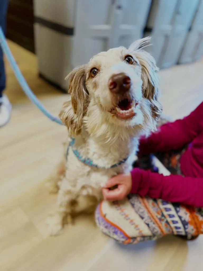 A young medium-sized female Australian Shepherd dog named Jolene for adoption in Effingham, IL