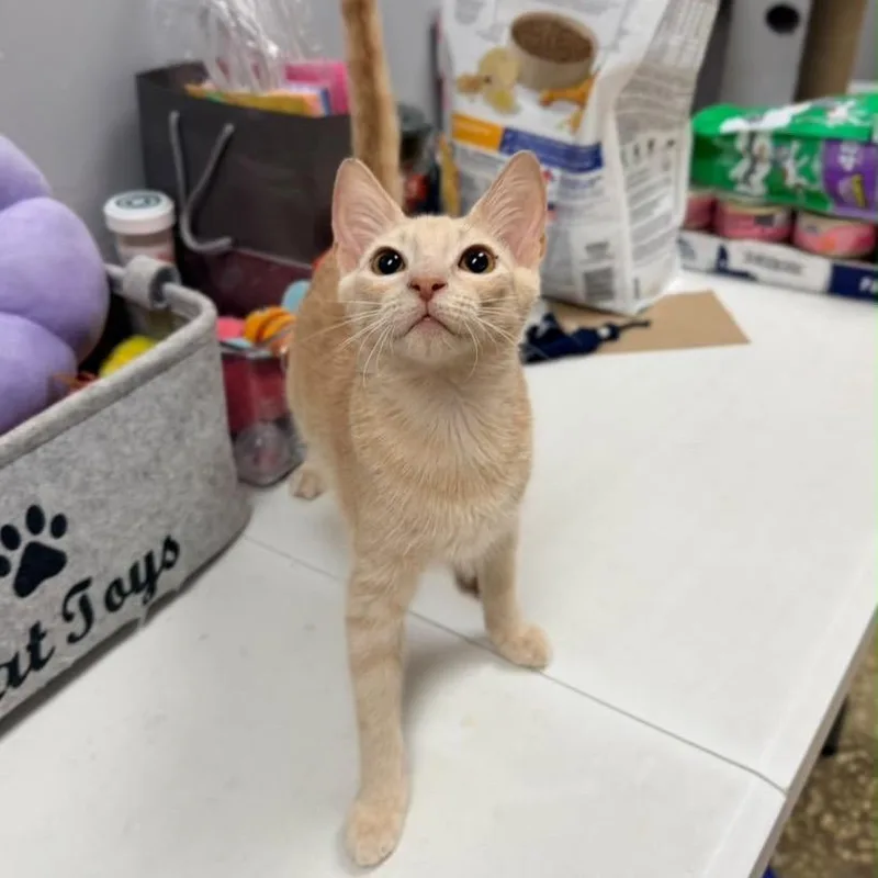 A baby medium-sized male Orange & White Domestic Short Hair cat named Cancun for adoption in miami, FL