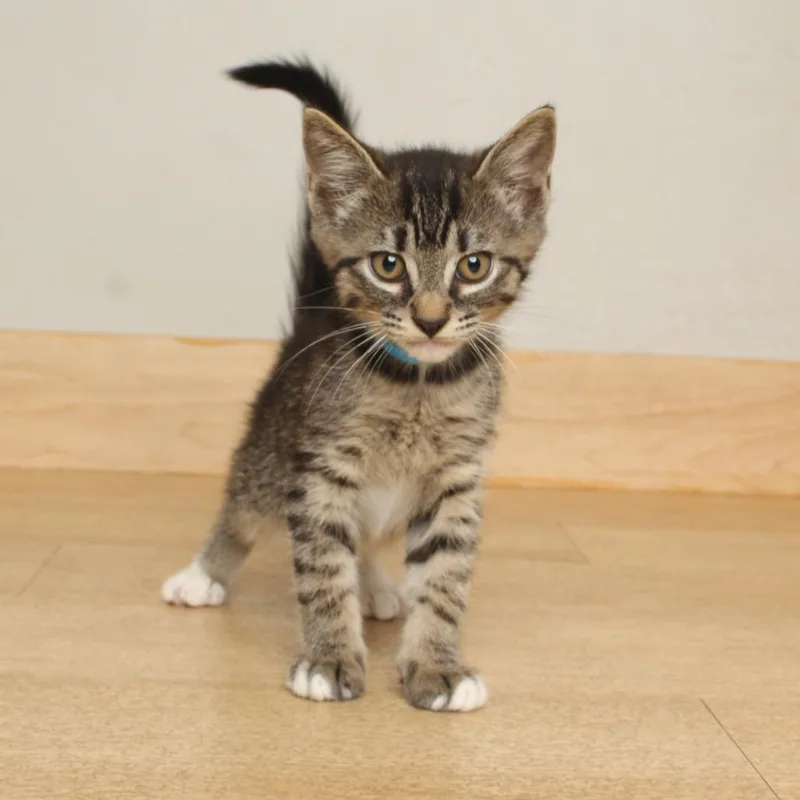 A baby small-sized male Brown / Chocolate Domestic Short Hair cat named Gecko C for adoption in Minnetonka, MN