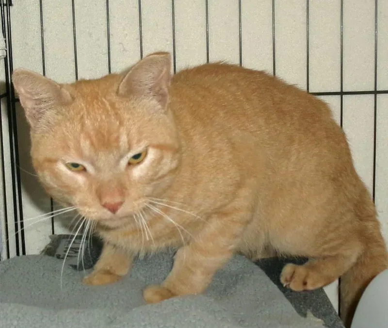 An adult medium-sized male Orange / Red Domestic Short Hair cat named Garage Rock for adoption in Plover, WI