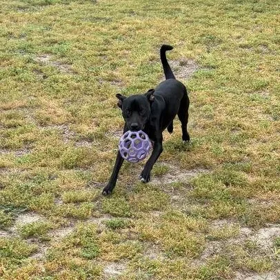 An adult medium-sized female Black Labrador Retriever dog named Molly for adoption in Valdosta, GA