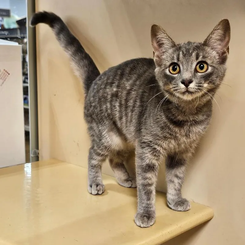 A baby small-sized female Domestic Short Hair cat named Marie for adoption in Fairfax, VA