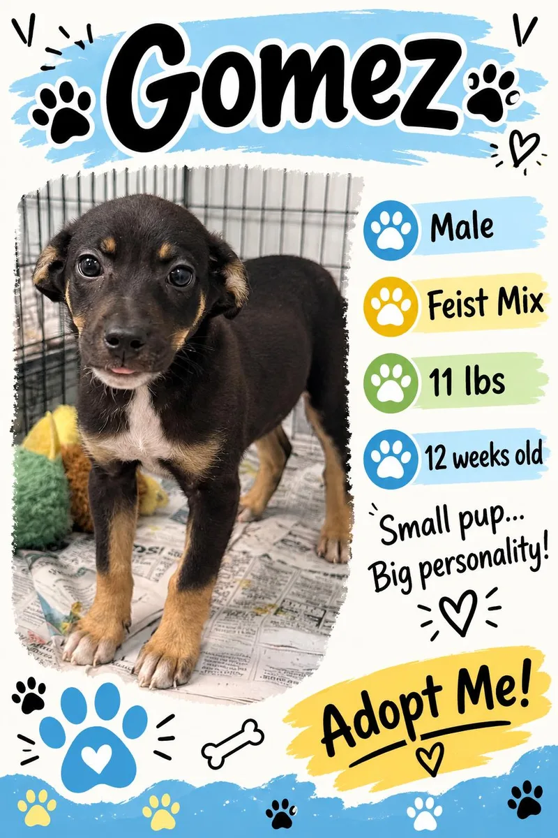 A baby medium-sized male Mixed Breed dog named Gomez for adoption in Rock Hill, NY