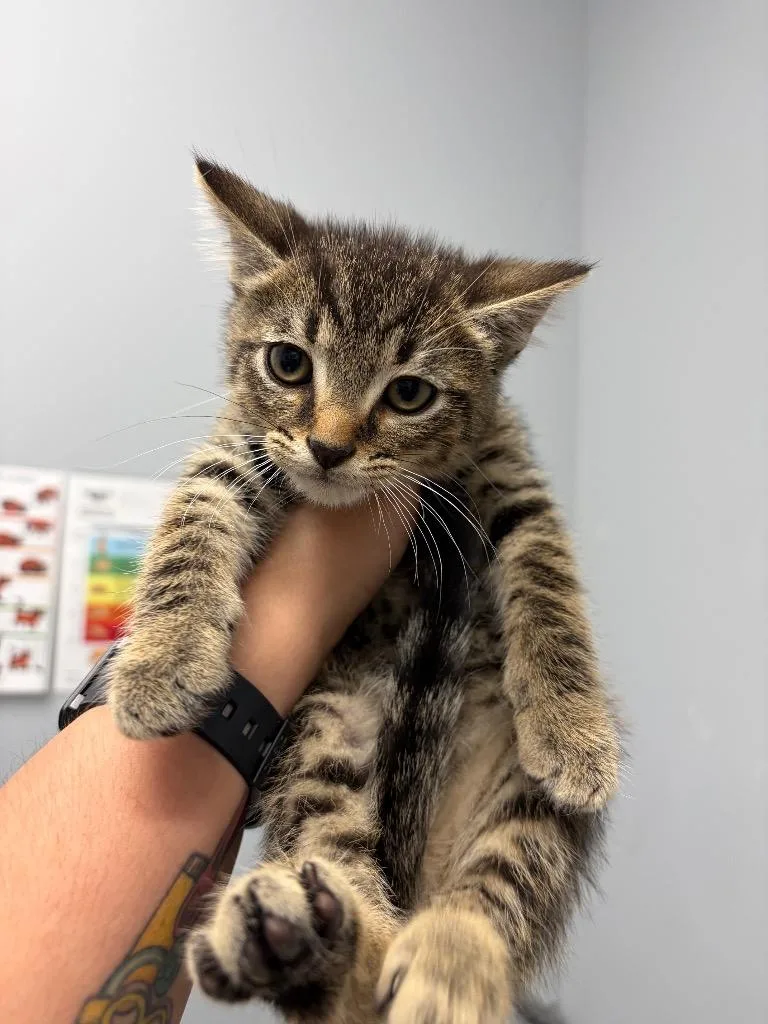 A baby medium-sized male Domestic Short Hair cat named Javert for adoption in Bloomington, IN