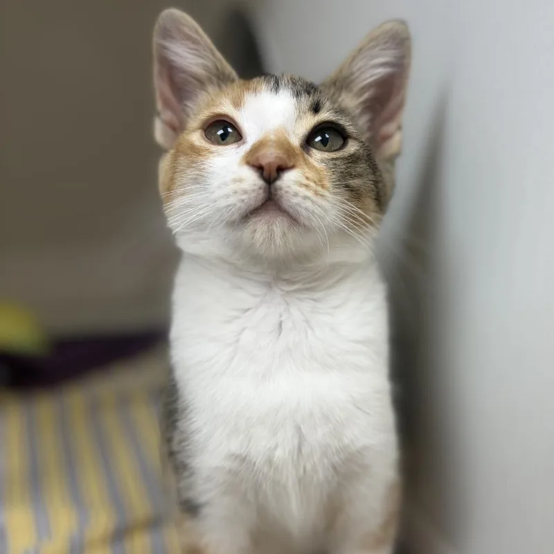 A baby small-sized female Torbie Domestic Short Hair cat named Sunfyre for adoption in Champaign, IL