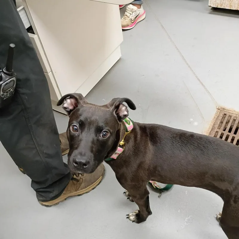 A young medium-sized male Black Mixed Breed dog named Magnus for adoption in Columbus, GA