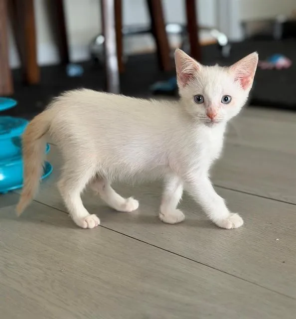 A baby small-sized male Domestic Short Hair cat named Asiago for adoption in Upper Marlboro, MD