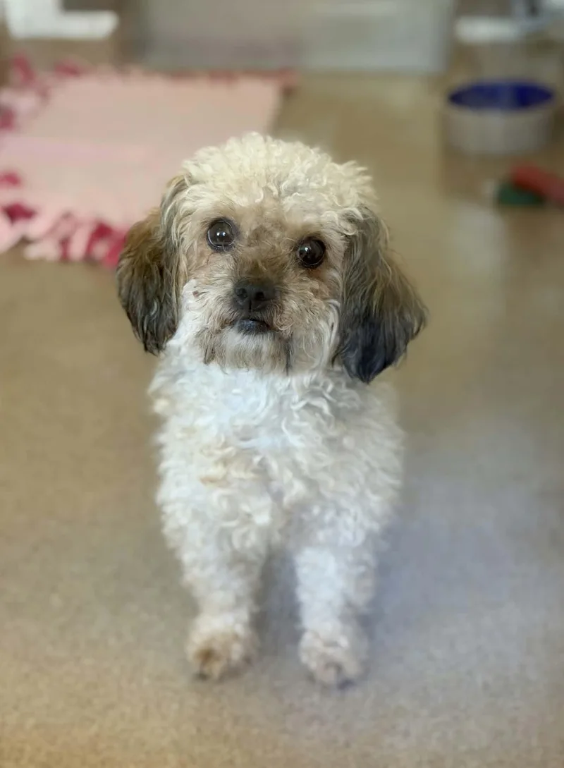 An adult small-sized female Shih Tzu dog named Violet for adoption in Chambersburg, PA