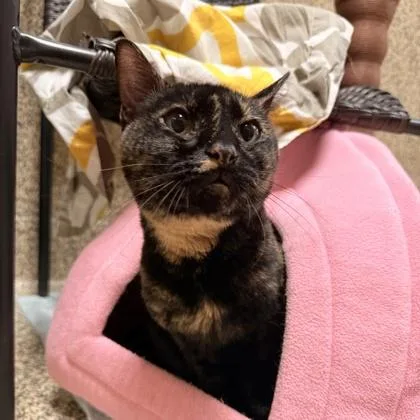 A senior medium-sized female Domestic Short Hair cat named Trina for adoption in Merriam, KS