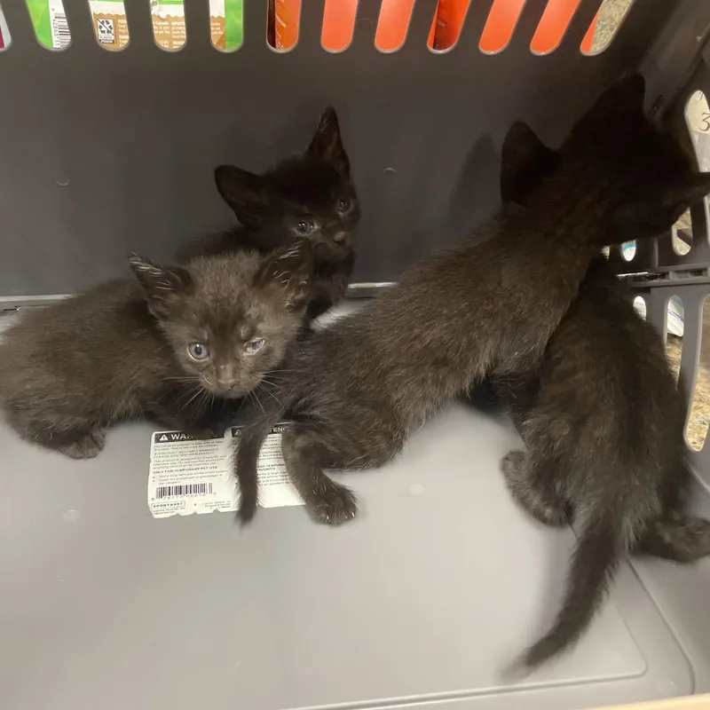 A baby small-sized female Black Domestic Short Hair cat named Red for adoption in Webster, TX