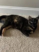 An adult medium-sized female Domestic Short Hair cat named Petunia for adoption in Salem, NH