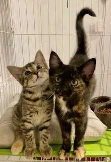 A baby medium-sized female Tortoiseshell Domestic Medium Hair cat named Miss Adventure for adoption in Noble, OK