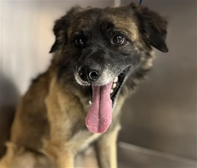 A young large-sized male Shepherd dog named Cluffy for adoption in Thousand Palms, CA