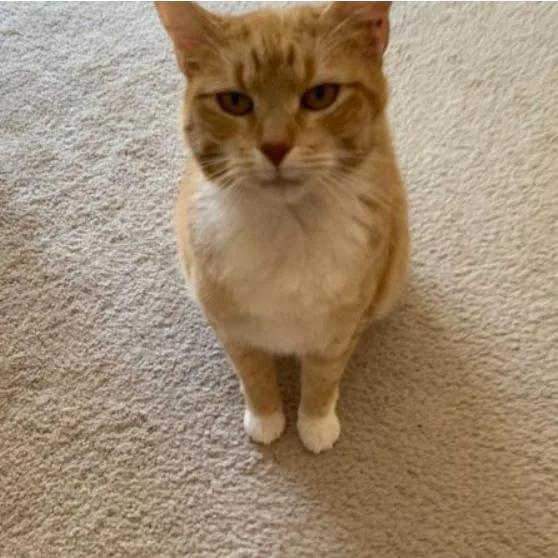 Daffodil thumbnail 2