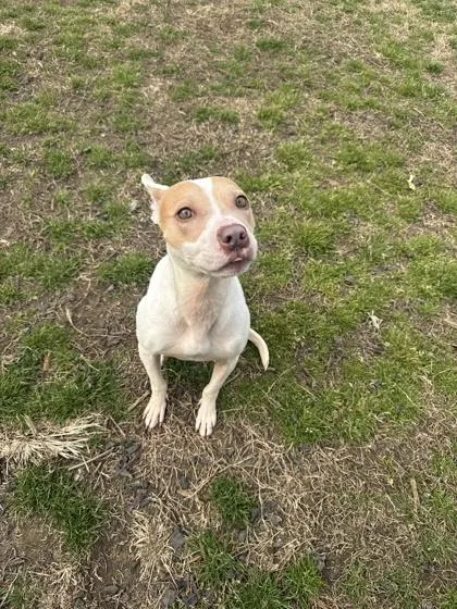 A young small-sized female Terrier dog named Safari for adoption in Conway, SC