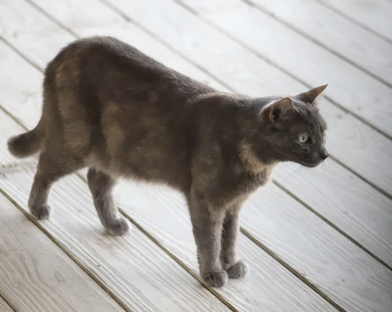 Blueberry thumbnail 2