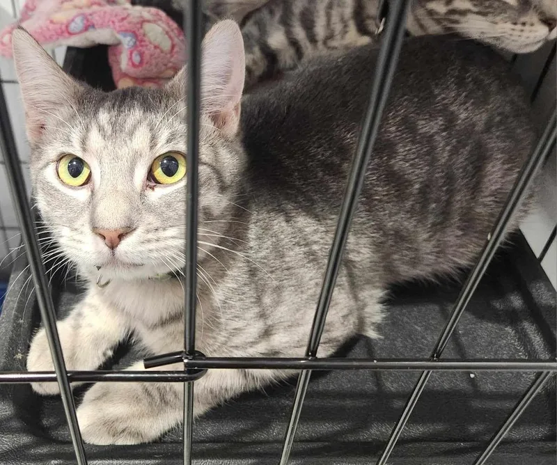 A young small-sized male Domestic Short Hair cat named Tres for adoption in Republic, MO