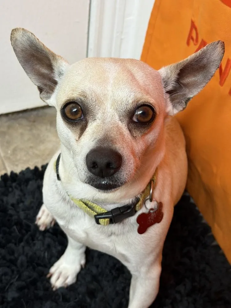 An adult small-sized male Brown / Chocolate Chihuahua dog named Toby for adoption in Sedalia, CO