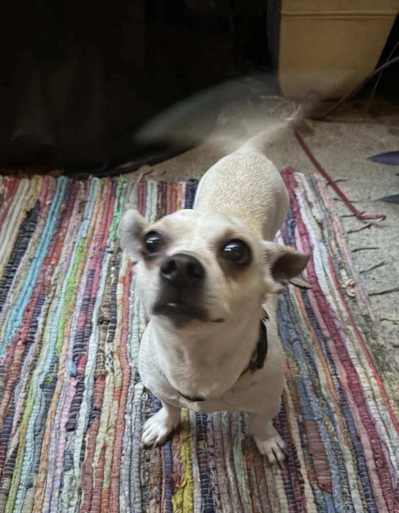 Toby thumbnail 6