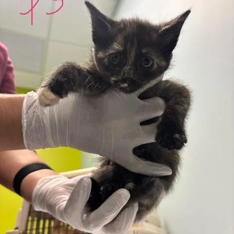 A baby small-sized female Tortoiseshell Domestic Short Hair cat named Zoe Zebra for adoption in Mooresville, NC