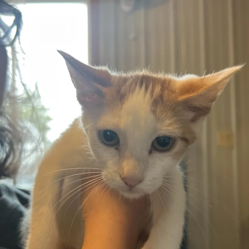 A baby small-sized female White Domestic Short Hair cat named Enchilada for adoption in Marion, IL