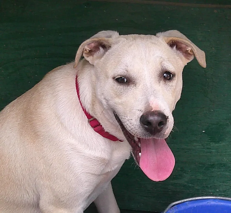 A baby medium-sized female Labrador Retriever dog named Ellie for adoption in San Antonio, TX