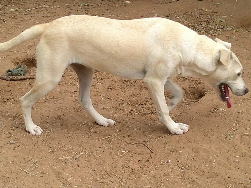 Ellie thumbnail 3