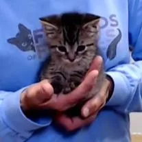 A baby small-sized male Black Domestic Short Hair cat named Fozzie for adoption in Defiance, OH