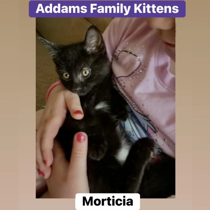 A baby medium-sized female Black Domestic Short Hair cat named Morticia for adoption in Lemoyne, PA