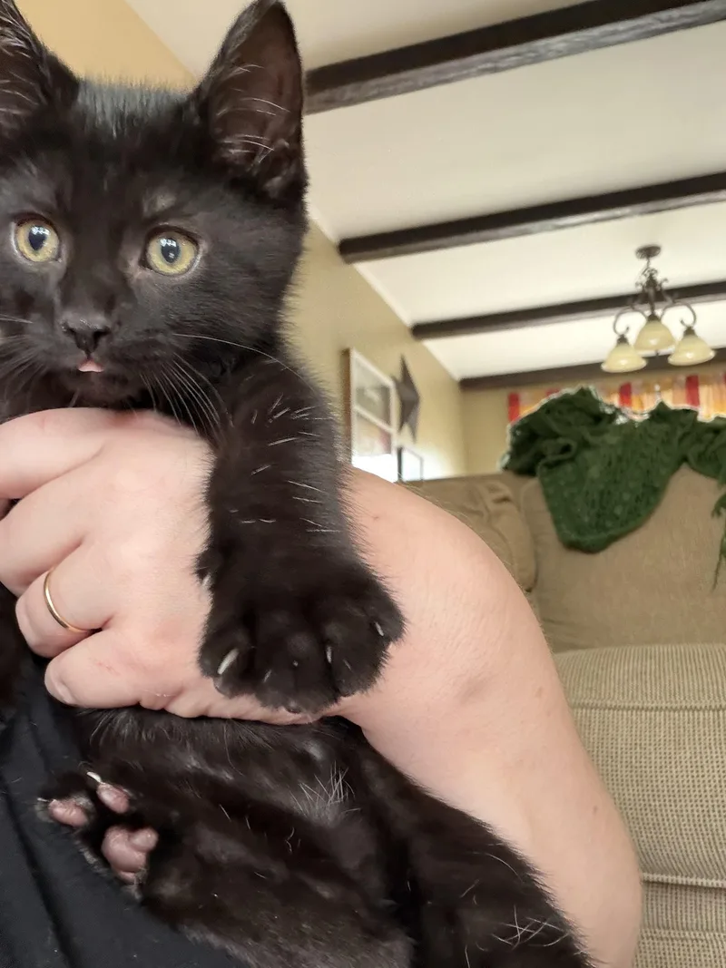 Morticia thumbnail 4