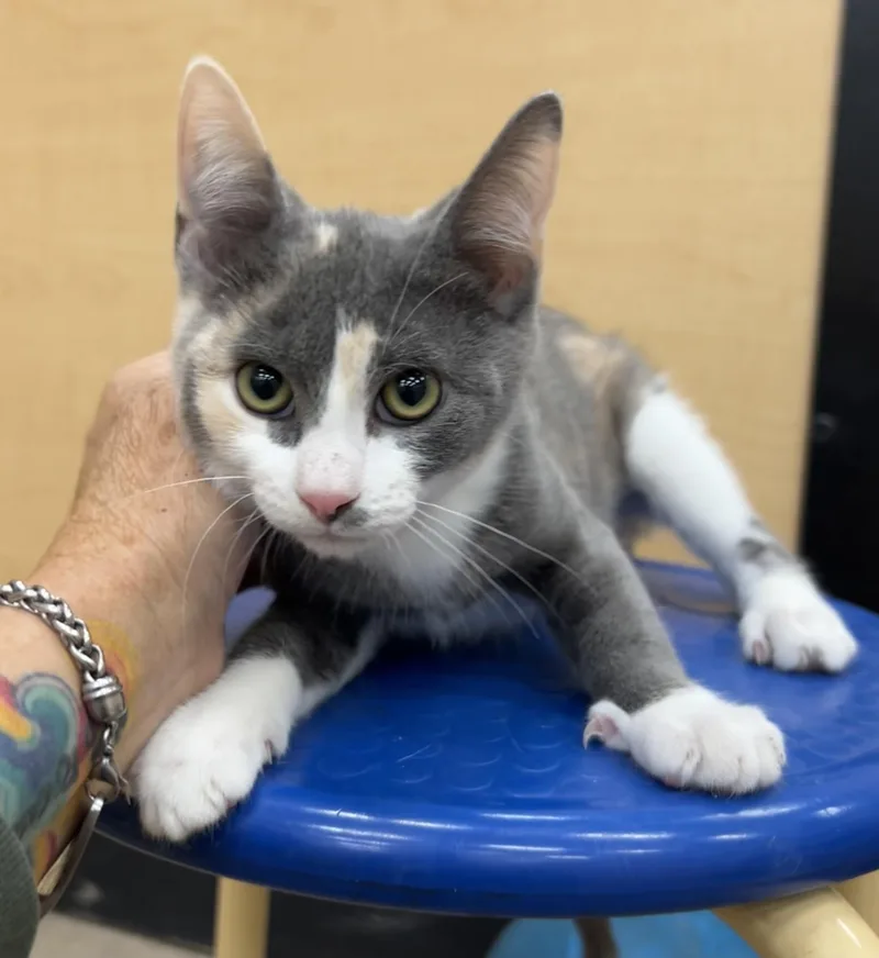 A baby medium-sized female Dilute Calico cat named Xylophone for adoption in Flagstaff, AZ
