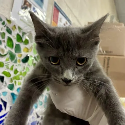 A baby medium-sized female Domestic Short Hair cat named Penelope for adoption in Pensacola, FL