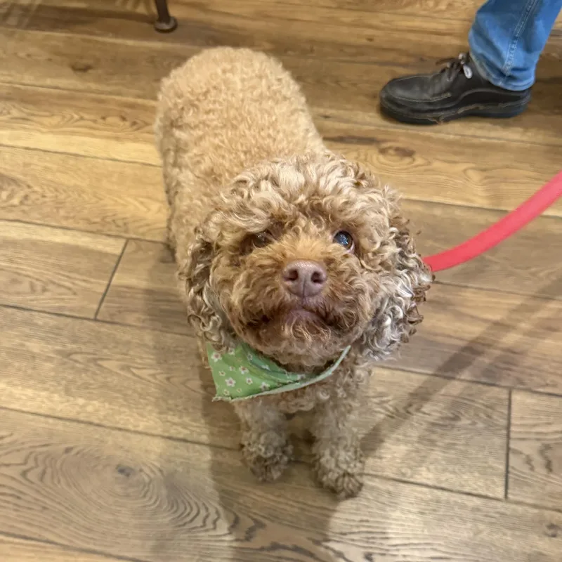 An adult medium-sized female Red / Chestnut / Orange Poodle dog named Jenny for adoption in Boulder, CO