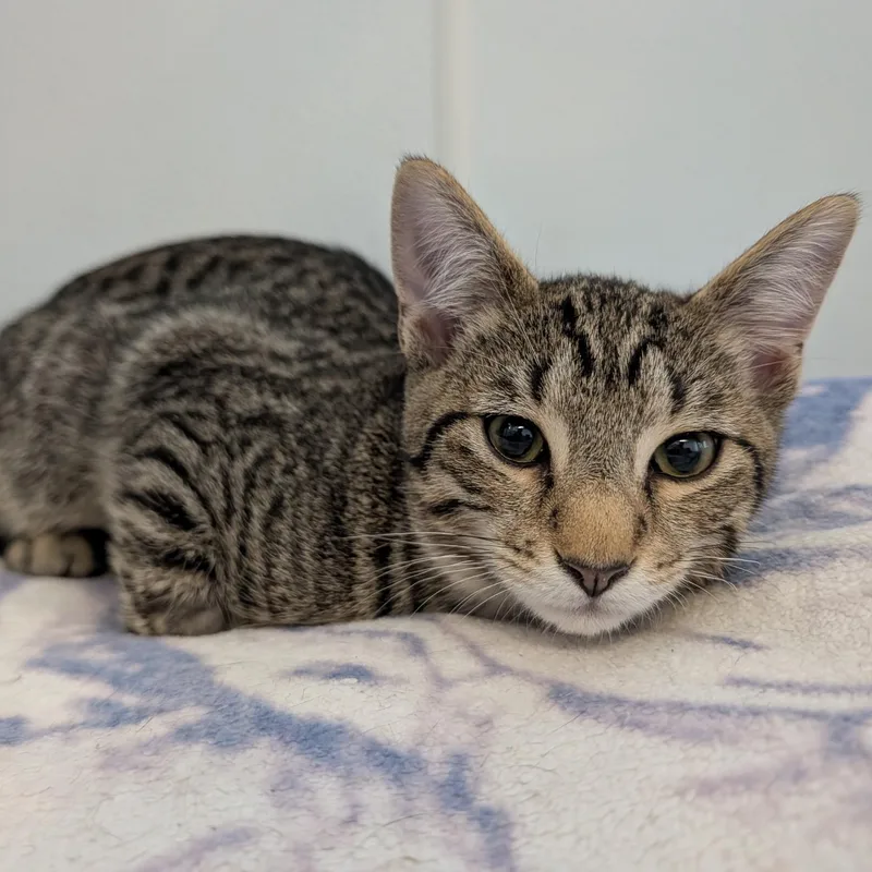 A baby medium-sized male Tabby (Brown / Chocolate) Domestic Short Hair cat named Athos for adoption in Waynesville, NC