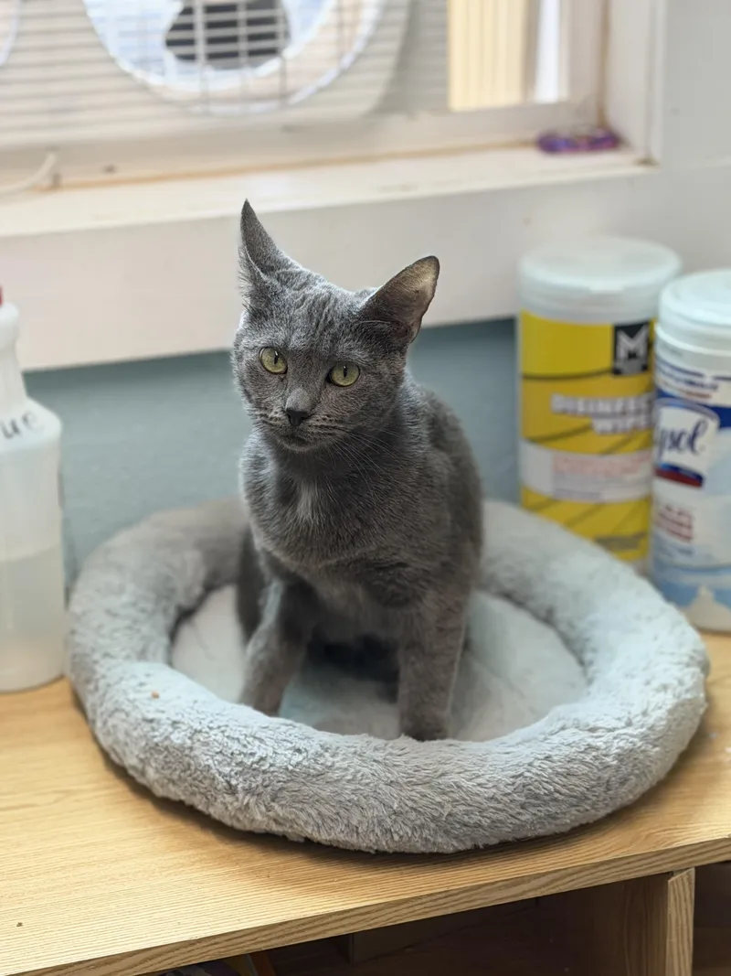 A young medium-sized female Domestic Short Hair cat named Sugar for adoption in Warren, OH