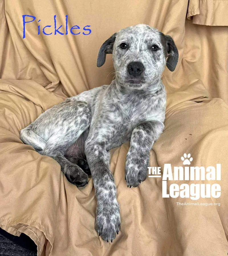 A baby medium-sized male Merle (Blue) Australian Cattle Dog / Blue Heeler dog named Pickles for adoption in Groveland, FL