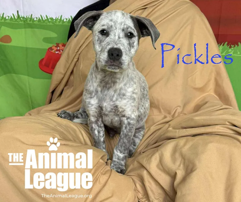 Pickles thumbnail 2