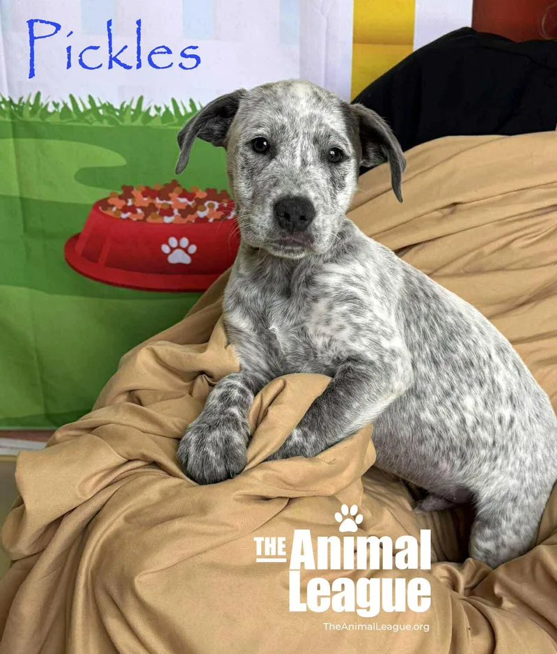 Pickles thumbnail 3