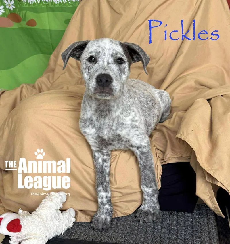 Pickles thumbnail 4