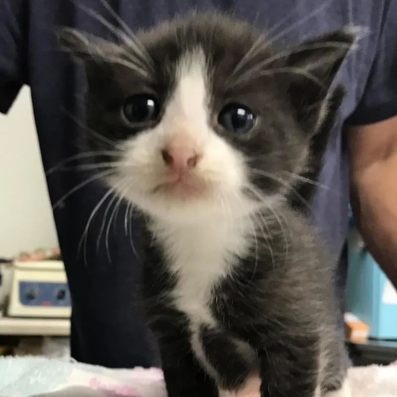 A baby small-sized male Black Domestic Short Hair cat named Blu for adoption in Newark, NJ