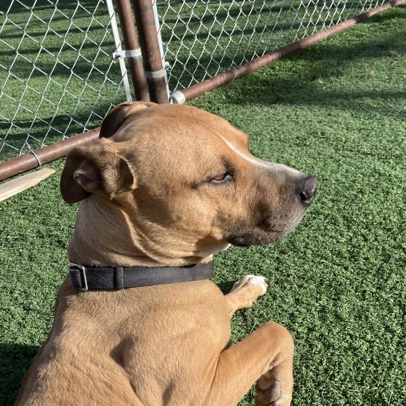 An adult medium-sized male Yellow / Tan / Blond / Fawn Pit Bull Terrier dog named Norman for adoption in Salt Lake City, UT