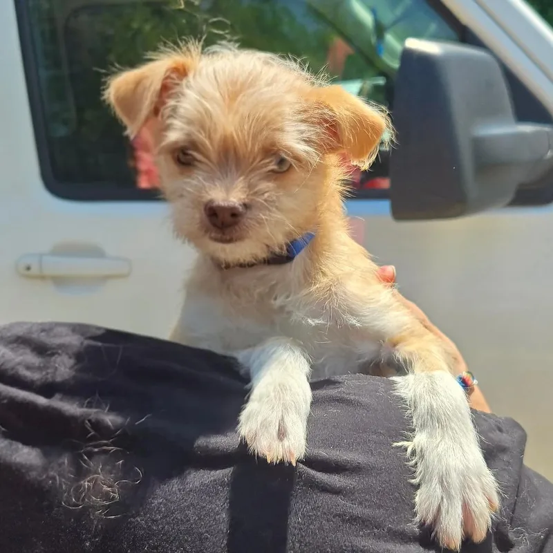A baby small-sized female Yellow / Tan / Blond / Fawn Chihuahua dog named Ct Maybelle Avail Jun for adoption in Stormville, NY