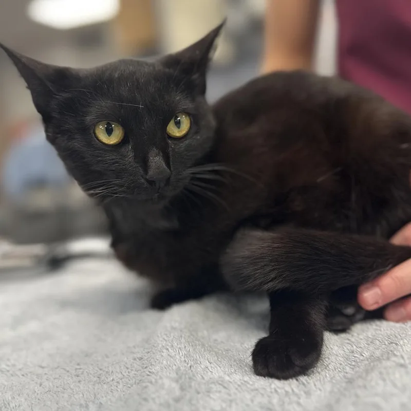 A young medium-sized female Black Domestic Short Hair cat named Midnight for adoption in Sarasota, FL