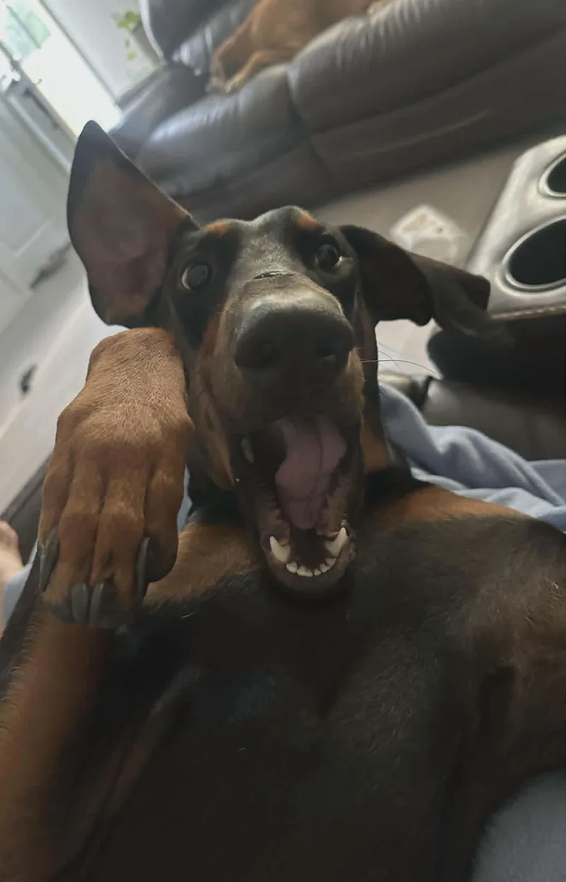 Rebel