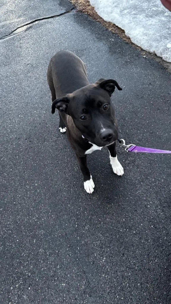 Scarlett thumbnail 3