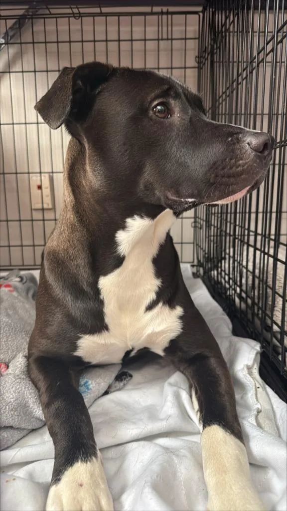 Scarlett thumbnail 4