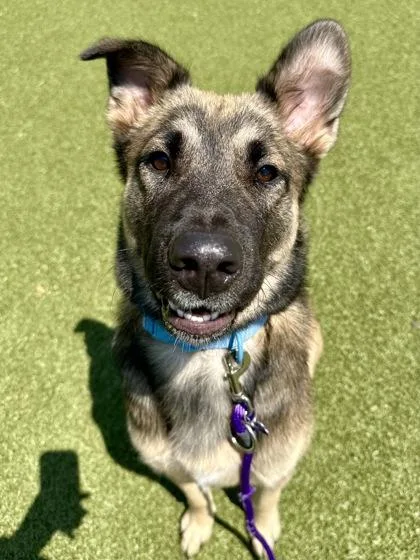 A young large-sized male Brown / Chocolate Mixed Breed dog named Jajed for adoption in Wichita, KS