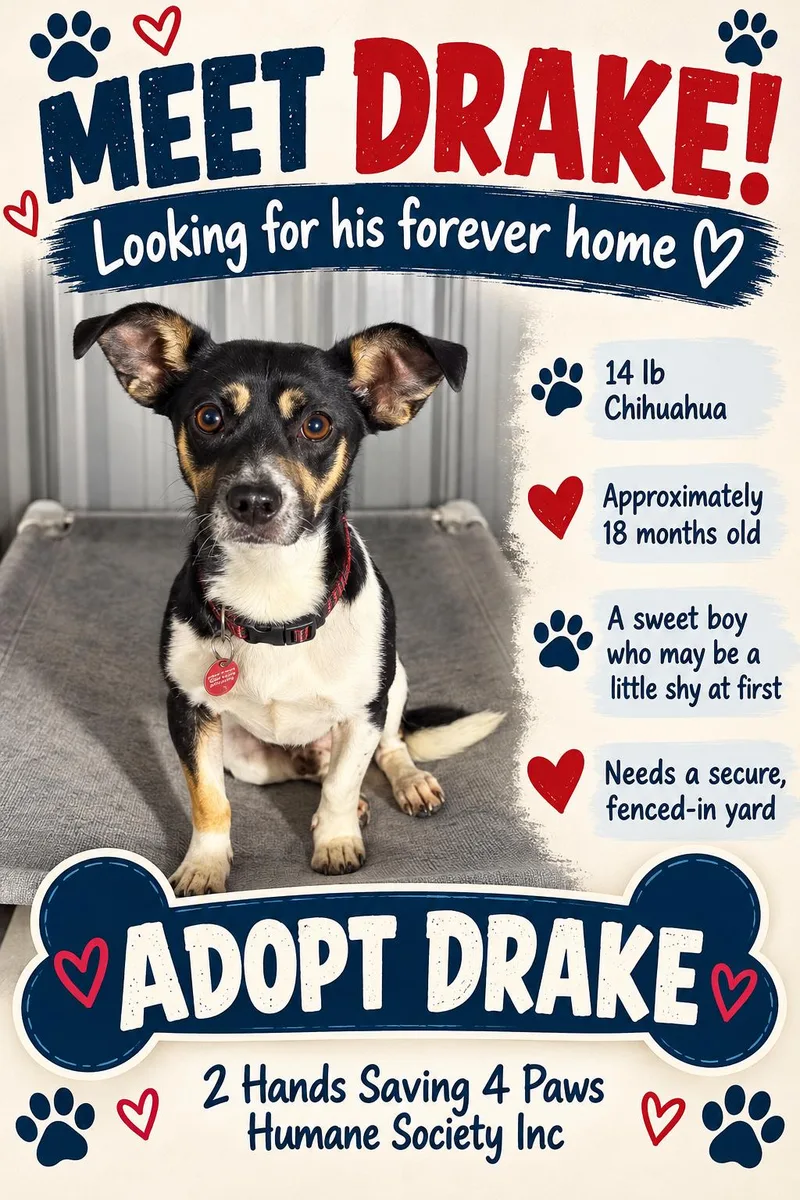 A young small-sized male Tricolor (Brown, Black, & White) Chihuahua dog named Drake for adoption in Thomson , GA