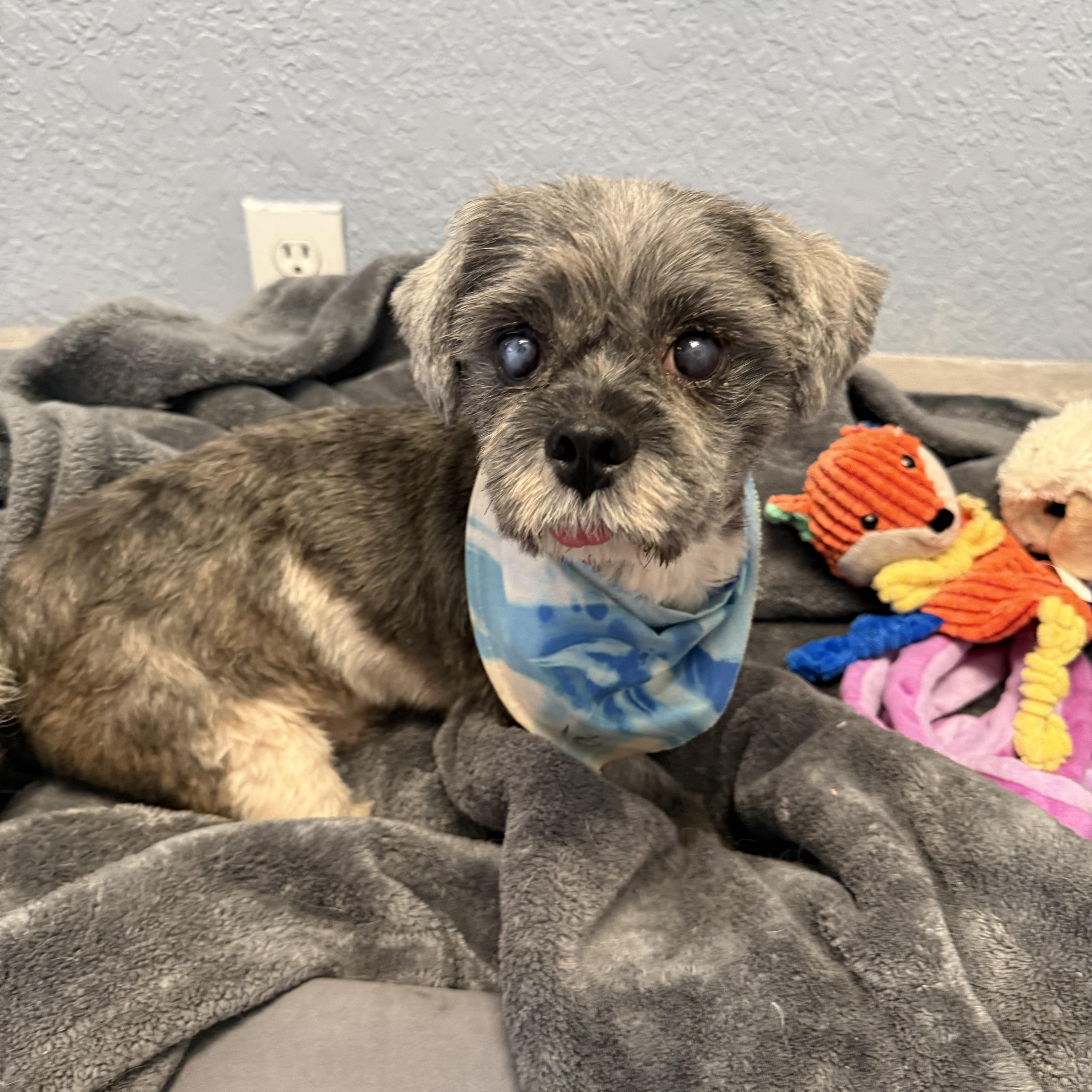 An adult small-sized male Gray / Blue / Silver Shih Tzu dog named Fritz Woo for adoption in Oklahoma City, OK